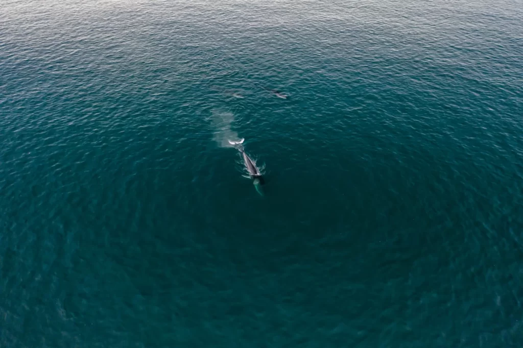 Vista aérea de ballenas emergiendo en aguas tranquilas del océano, con niebla visible en el orificio nasal y ondas de color azul profundo.