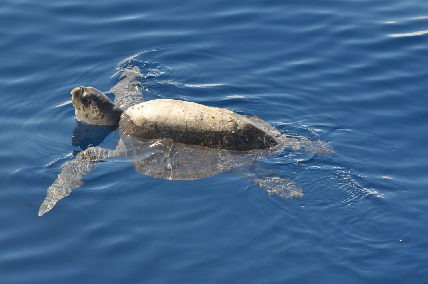 Sea turtle swimming near the surface of clear blue ocean water.