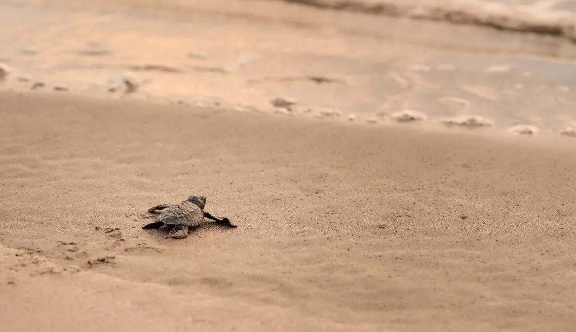 Baby sea turtle crawling across sandy beach toward the ocean, leaving small tracks in the sand.