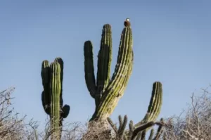 picture of cactus
