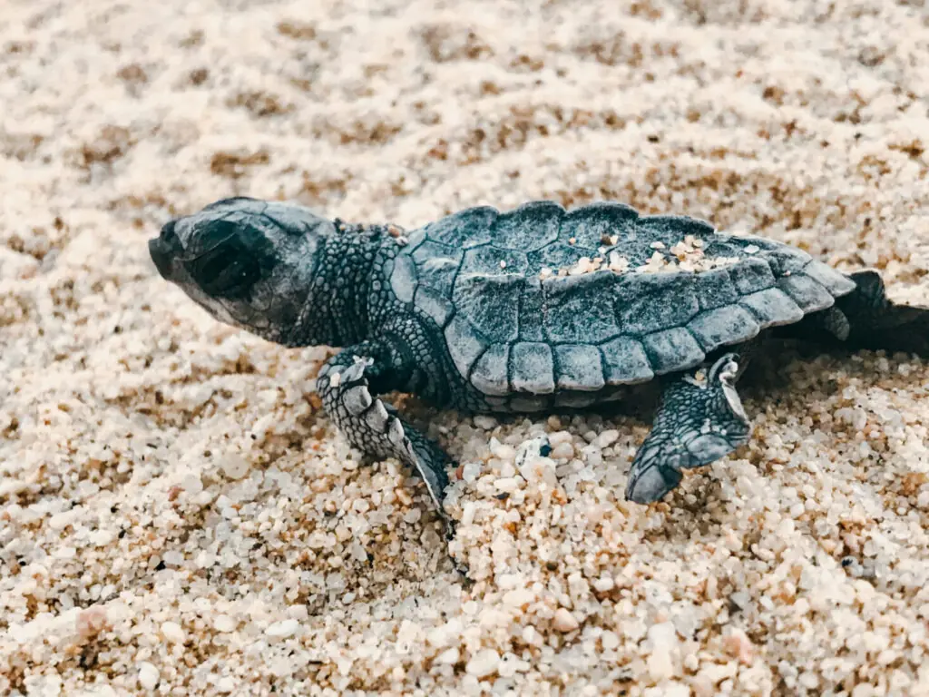 Baby sea turtle crawling across sandy beach toward the ocean shortly after hatching.
