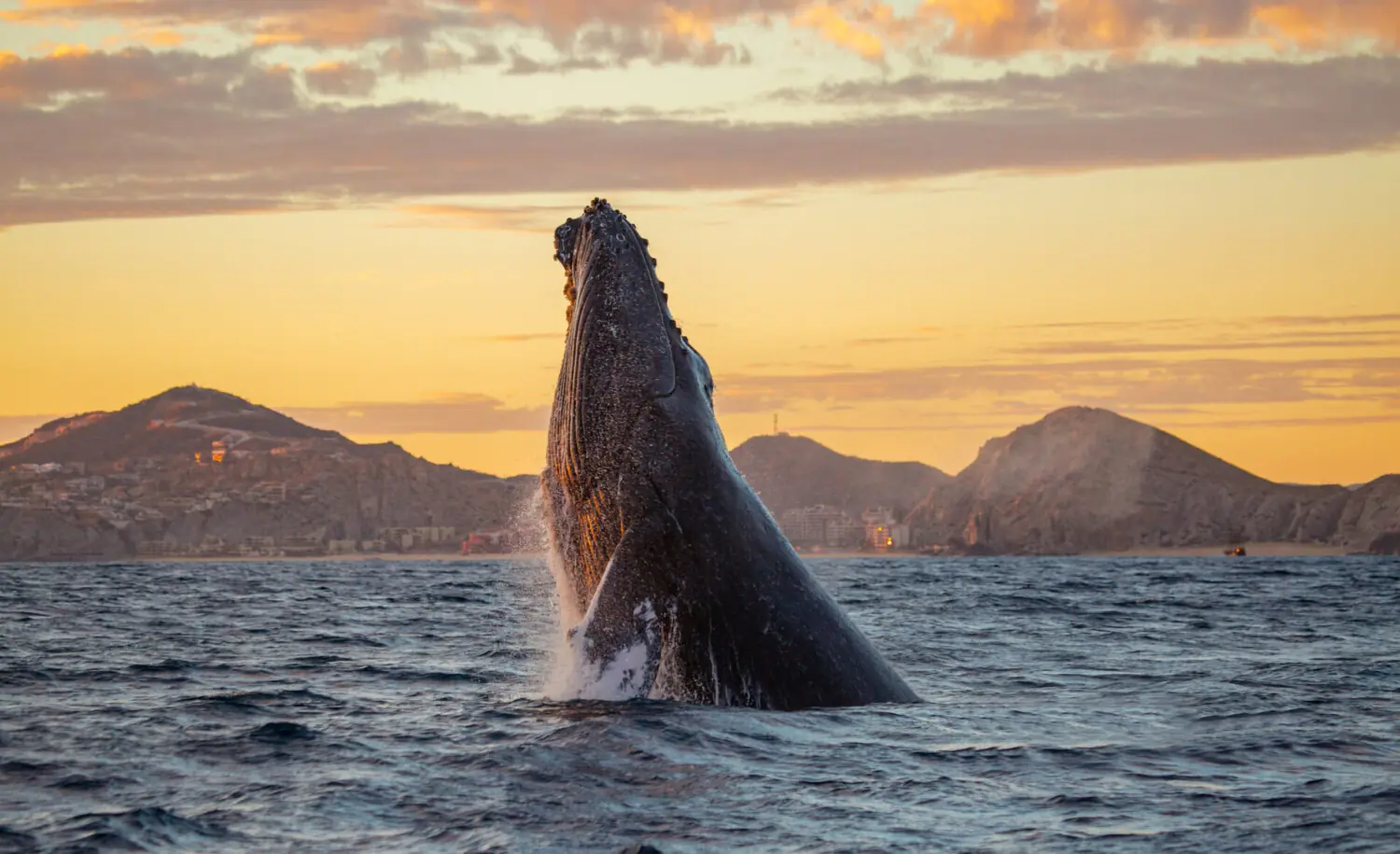 Humpback whale breaching ocean surface near rocky coastline during colorful sunset with partly cloudy sky.