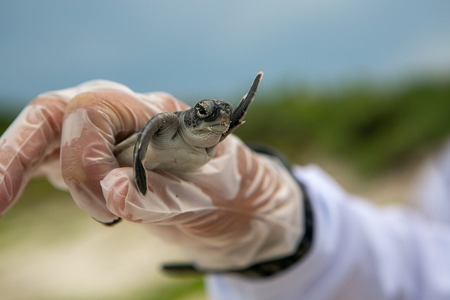 Conservations efforts for turtle sea