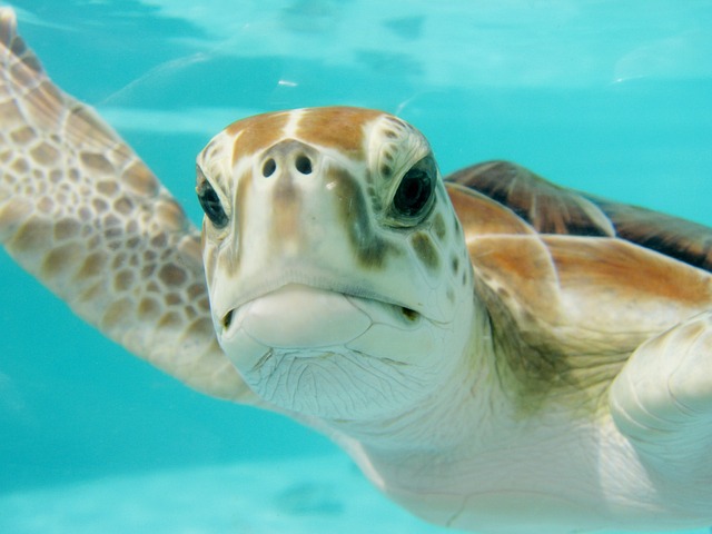 A sea turtle looking at the camera