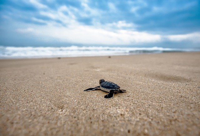 A sea turtle going to the sea