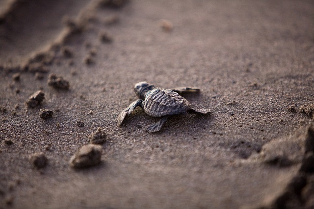 baby turtle going to the sea