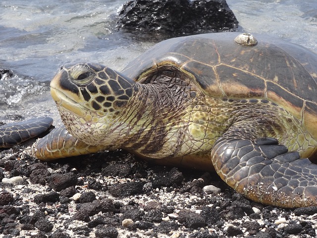 turtle by the beach looking at the sea