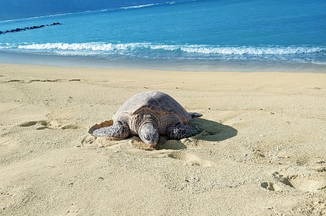 turtle at the beach in los cabos