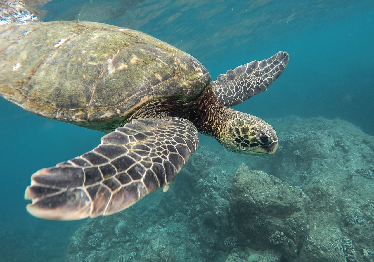 Turtle swimming in the sea